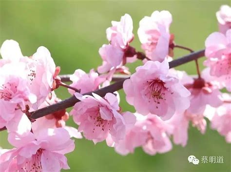 桃花位怎麼看|看生肖找桃花位 5大招桃花風水佈置一擺脫單